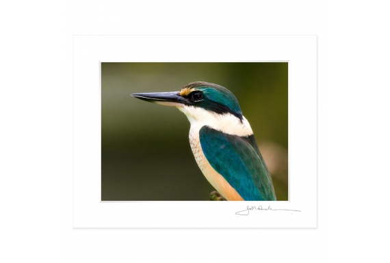 Sacred Kingfisher: 6x8 Matted Print