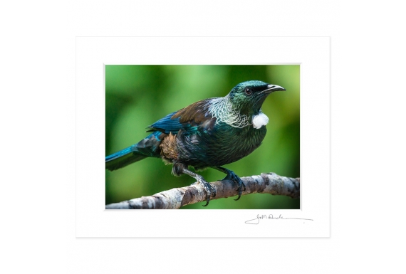 Classic Tui: 6x8 Matted Print