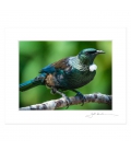 Classic Tui: 6x8 Matted Print