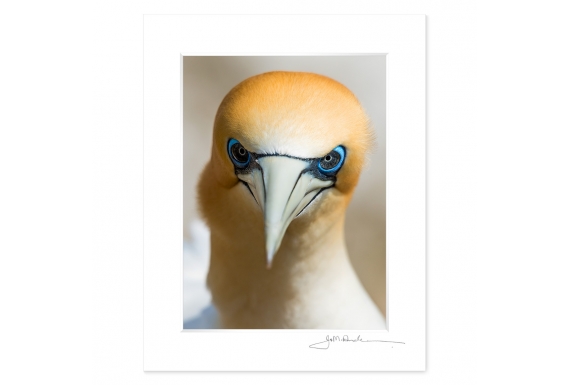 Gannet Gaze: 6x8 Matted Print