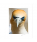 Gannet Gaze: 6x8 Matted Print