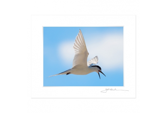 Tern in Flight: 6x8 Matted Print