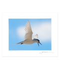 Tern in Flight: 6x8 Matted Print