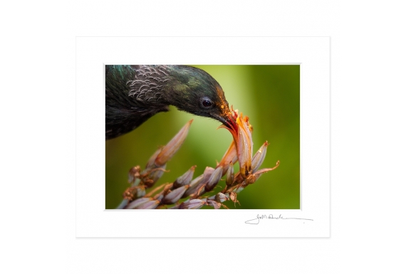 Juvenile Tui feeding: 6x8 Matted Print