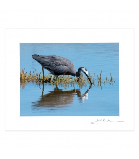 Feeding Heron: 6x8 Matted Print