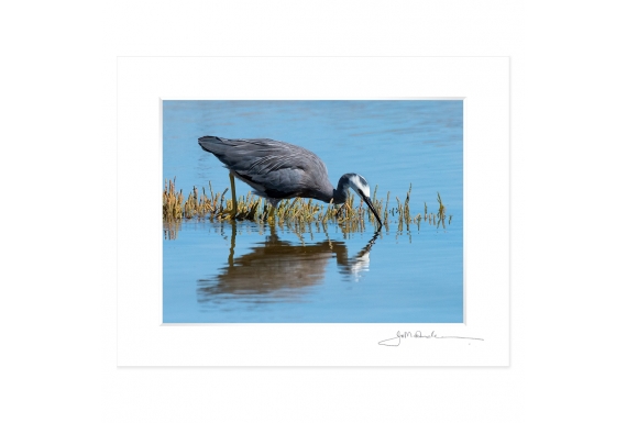 Feeding Heron: 6x8 Matted Print