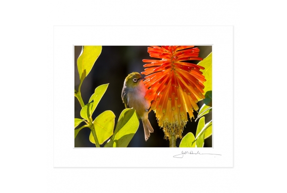 Waxeye on Red Hot Poker: 6x8 Matted Print