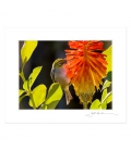 Waxeye on Red Hot Poker: 6x8 Matted Print