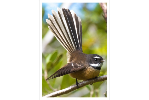 Perching Fantail: Card