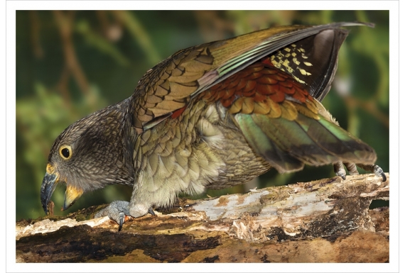 Kea, the endangered NZ alpine parrot: Card