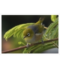 Waxeye on Wattle Card