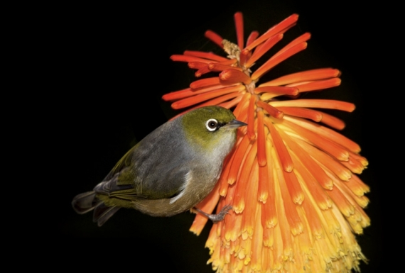 Waxeye on Red Hot Poker