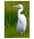 White Heron, Kotuku: Card