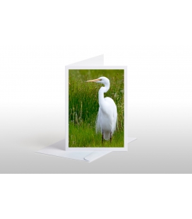 White Heron, Kotuku: Card