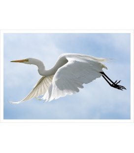 The flight of the White Heron: Card