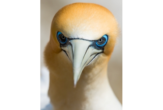 Gannet Gaze