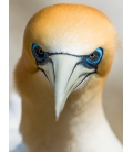 Gannet Gaze