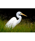 Kotuku, the Mystical White Heron