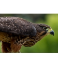 Karearea, endangered native NZ Falcon