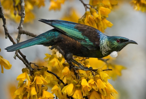 Tui and Spring Kowhai