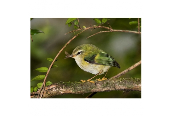 Rifleman, NZ's Smallest Bird