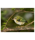 Rifleman, NZ's Smallest Bird