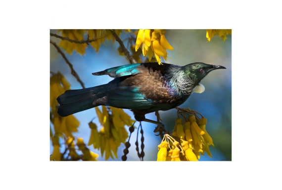 Tui in Kowhai, Dappled Light