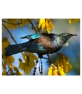 Tui in Kowhai, Dappled Light