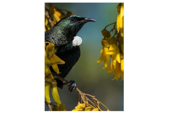 Tui in Kowhai, Point Wells