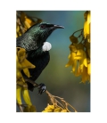 Tui in Kowhai, Point Wells - 2 LEFT