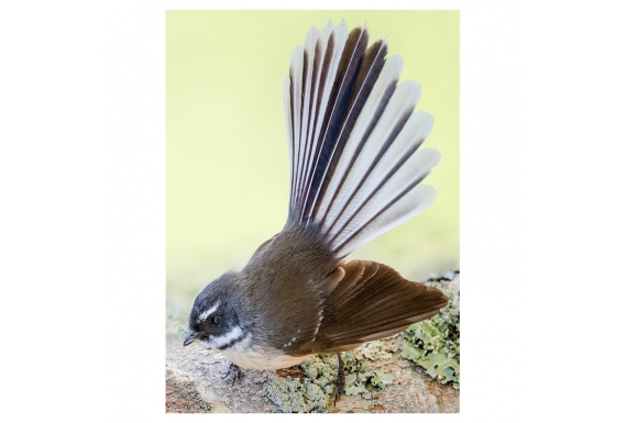 NZ Fantail