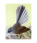 NZ Fantail