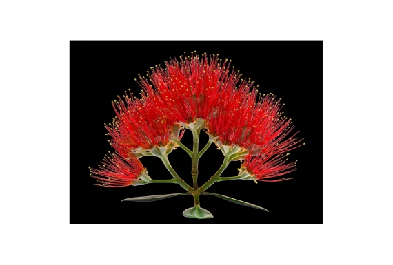 Pohutukawa Flower