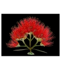 Pohutukawa Flower