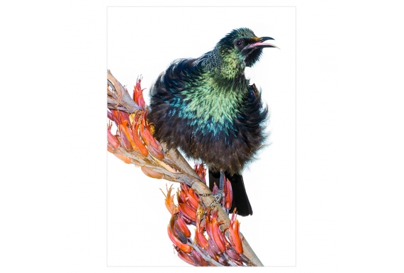 Singing Tui