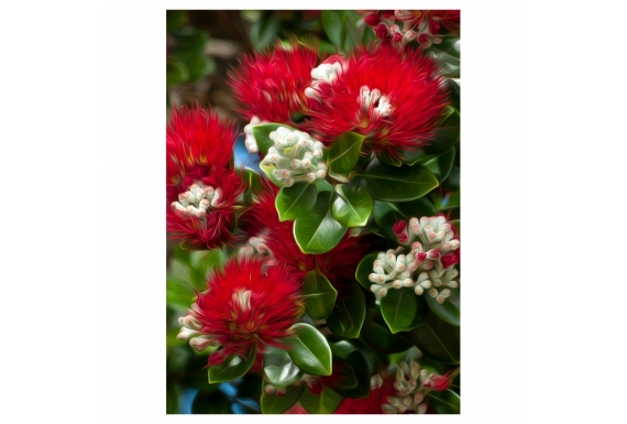 Blossoming Pohutukawa