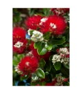 Blossoming Pohutukawa - ONE ONLY