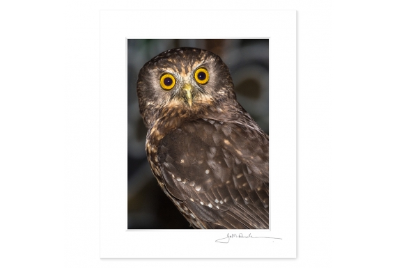 Morepork, Ruru: 6x8 Matted Print