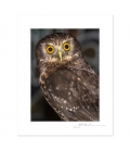 Morepork, Ruru: 6x8 Matted Print