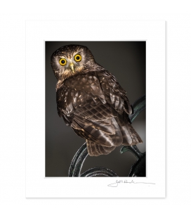 Morepork on Wrought Iron Chair: 6x8 Matted Print