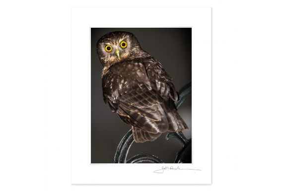 Morepork on Wrought Iron Chair: 6x8 Matted Print