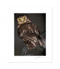 Morepork on Wrought Iron Chair: 6x8 Matted Print