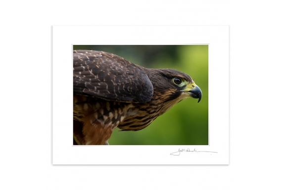 New Zealand Falcon, Karearea: 6x8 Matted Print