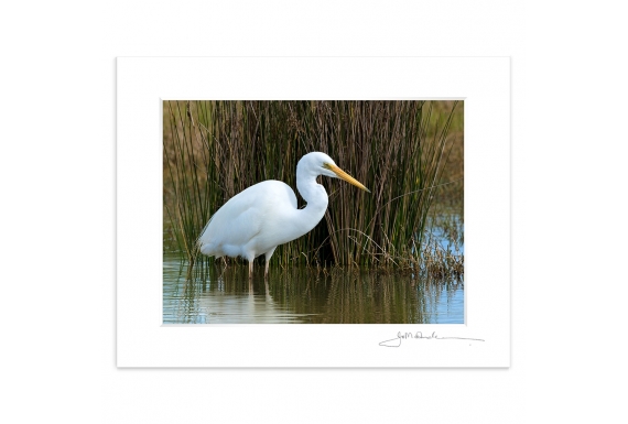 Wading White Heron: 6x8 Matted Print