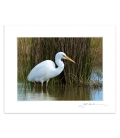 Wading White Heron: 6x8 Matted Print