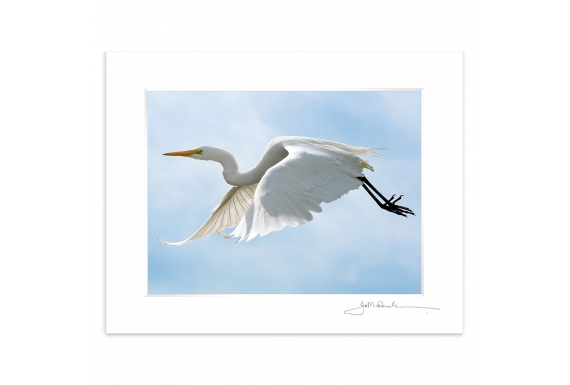 The flight of the White Heron: 6x8 Matted Print