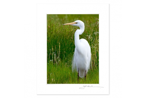 White Heron, Kotuku: 6x8 Matted Print