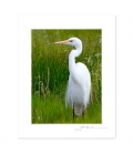 White Heron, Kotuku: 6x8 Matted Print