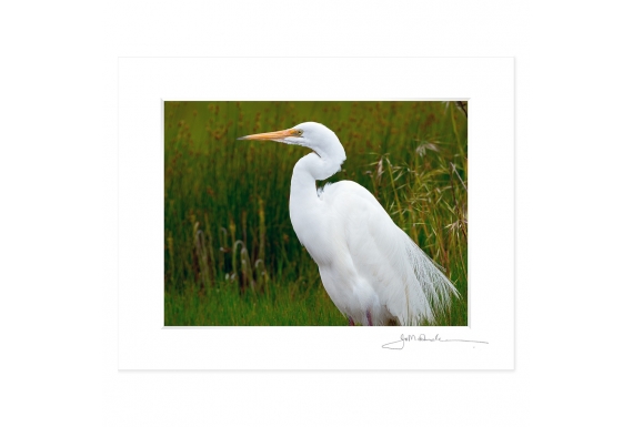 Kotuku, the White Heron: 6x8 Matted Print