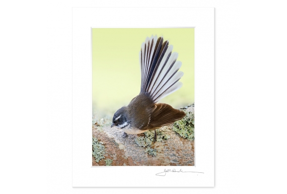 New Zealand Fantail: 6x8 Matted Print